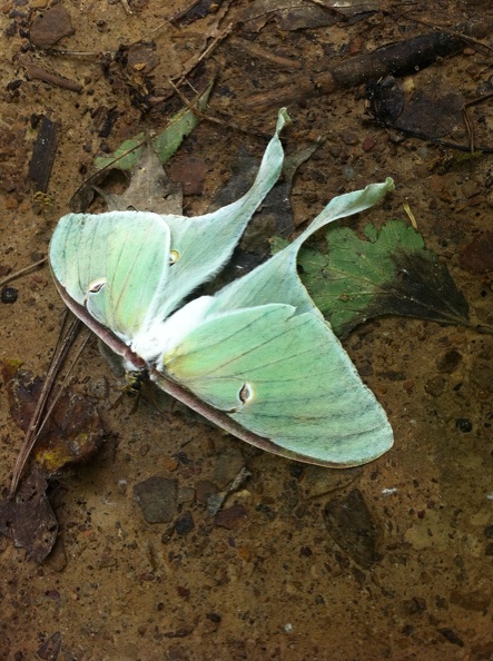 Sheltowee Trace_ Red River Gorge 4.jpg